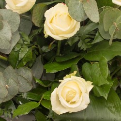 Aranjament funerar capac sicriu Trandafiri albi