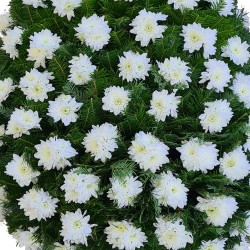 Coroana funerara Crizantema alba