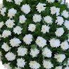Coroana funerara Crizantema alba