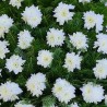 Coroana funerara Crizantema alba