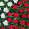 Coroana funerara Garoafe si Crizantema