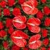 Coroana funerara garoafe rosii si anthurium rosu